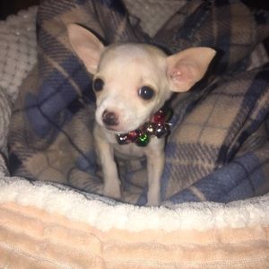 Meet your Posher, Teresa